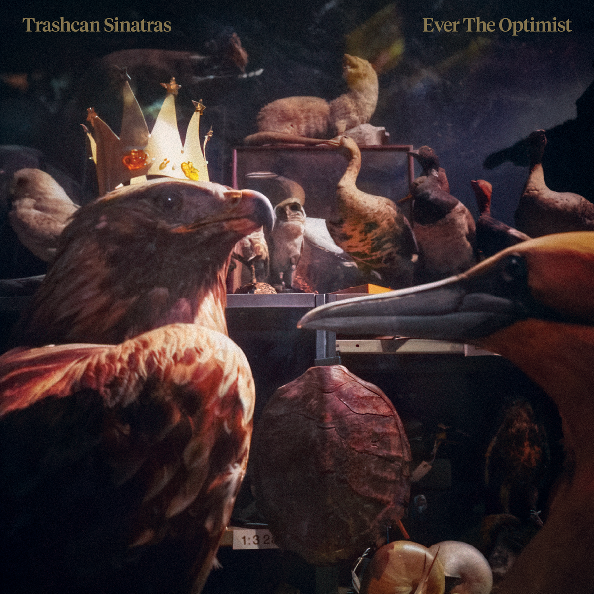 EVER THE OPTIMIST – TRASHCAN SINATRAS